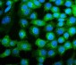 Anti-COPE Antibody Picoband™ (monoclonal, 9B6)